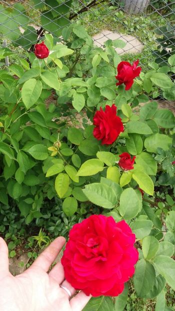 anul 2018 186 - Gradina 2018