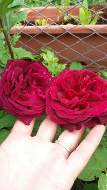 anul 2018 187 - Gradina 2018