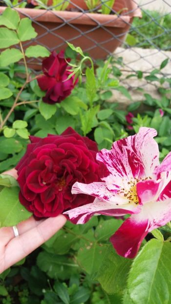 anul 2018 188 - Gradina 2018