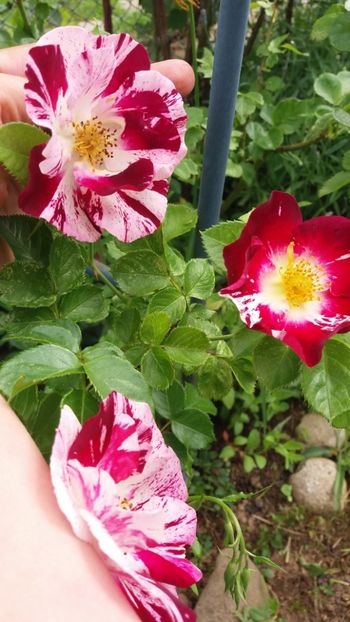 anul 2018 189 - Gradina 2018