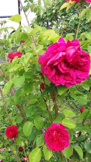 anul 2018 190 - Gradina 2018