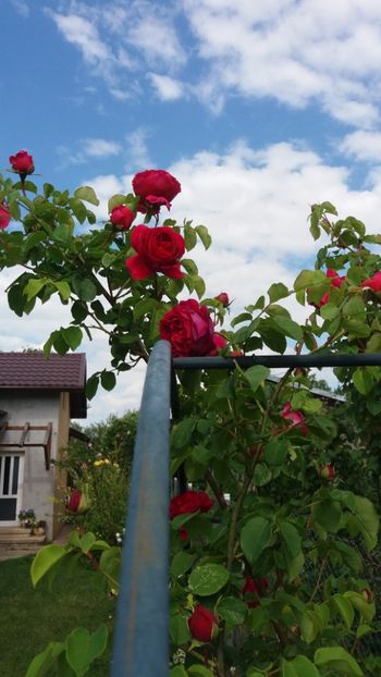 anul 2018 191 - Gradina 2018
