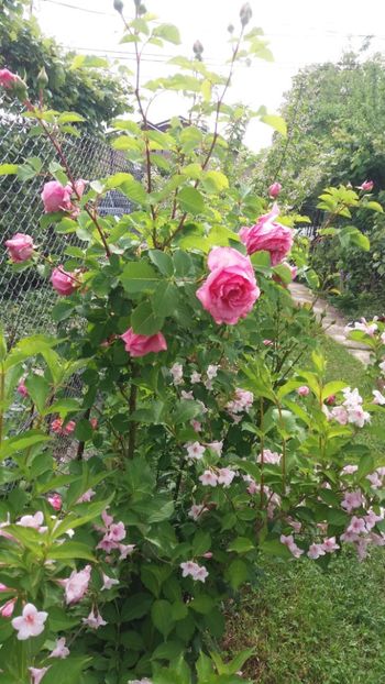 anul 2018 193 - Gradina 2018