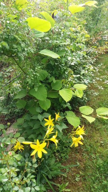 anul 2018 196 - Gradina 2018