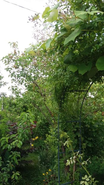 anul 2018 197 - Gradina 2018