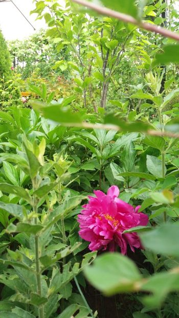 anul 2018 201 - Gradina 2018