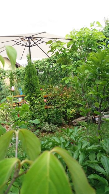 anul 2018 202 - Gradina 2018
