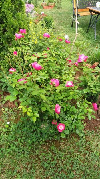 anul 2018 203 - Gradina 2018