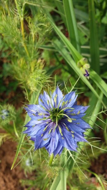 anul 2018 206 - Gradina 2018