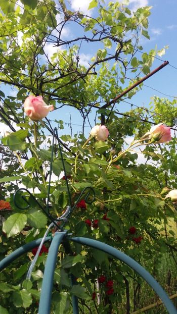 anul 2018 209 - Gradina 2018