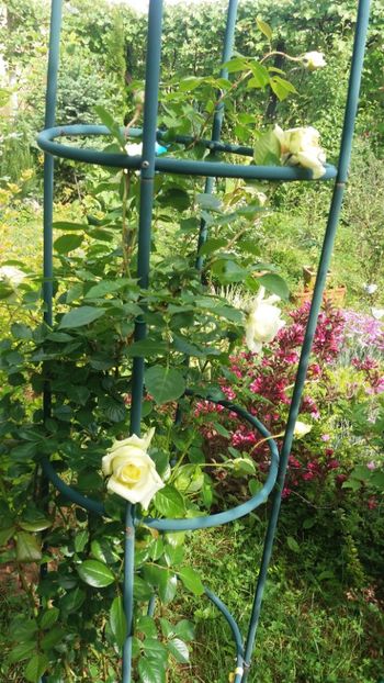 anul 2018 211 - Gradina 2018