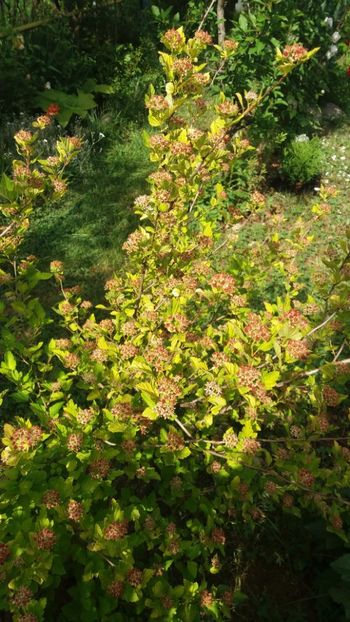 anul 2018 215 - Gradina 2018