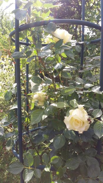 anul 2018 217 - Gradina 2018