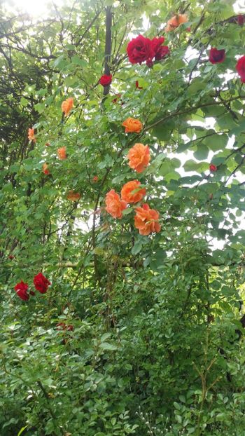 anul 2018 218 - Gradina 2018