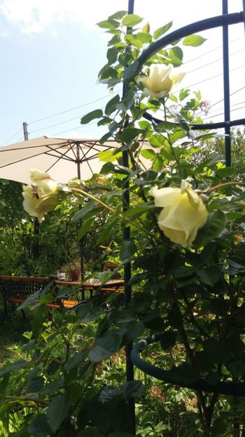 anul 2018 219 - Gradina 2018