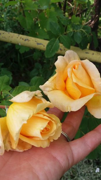 anul 2018 222 - Gradina 2018