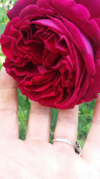 anul 2018 224 - Gradina 2018