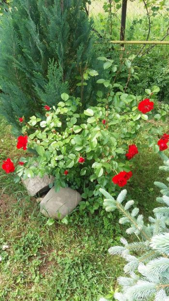 anul 2018 226 - Gradina 2018