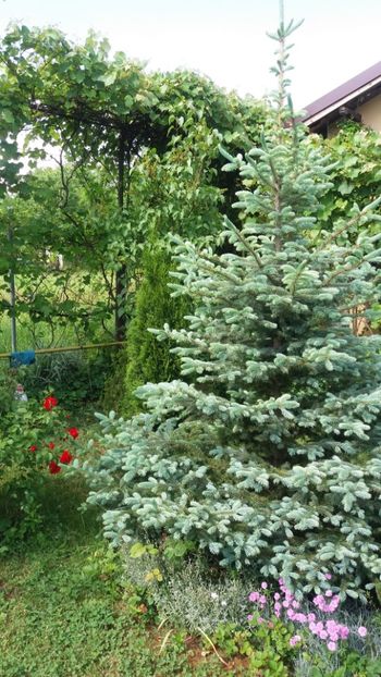 anul 2018 229 - Gradina 2018
