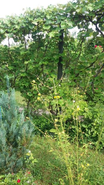 anul 2018 230 - Gradina 2018