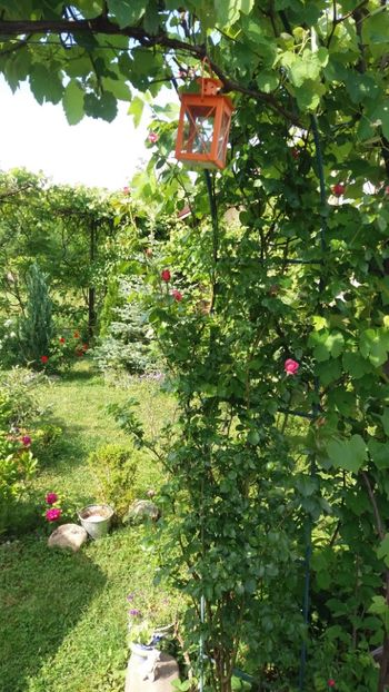 anul 2018 232 - Gradina 2018