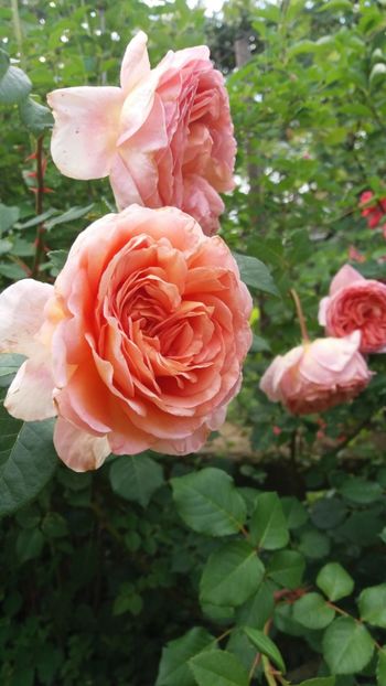 anul 2018 436 - Gradina 2018