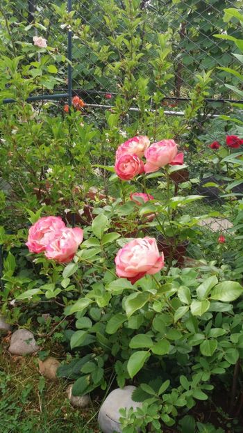 anul 2018 438 - Gradina 2018