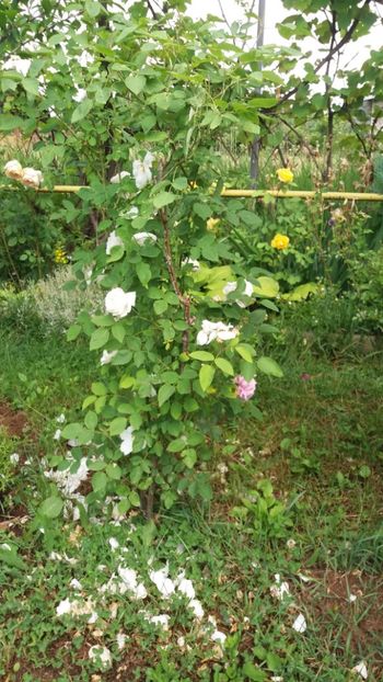 anul 2018 441 - Gradina 2018