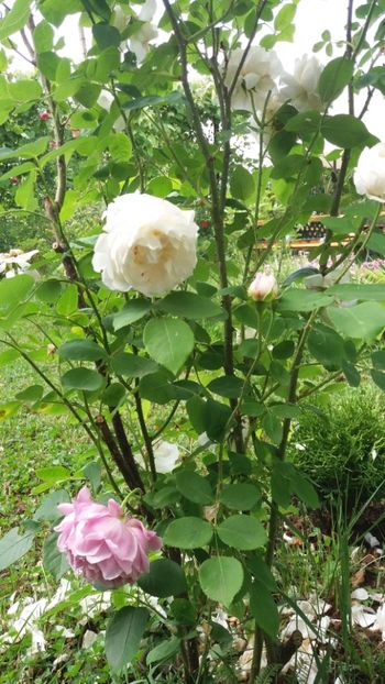 anul 2018 442 - Gradina 2018