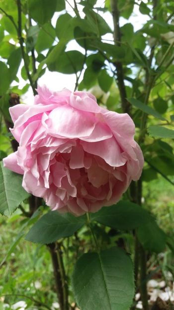 anul 2018 443 - Gradina 2018