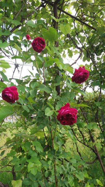 anul 2018 445 - Gradina 2018