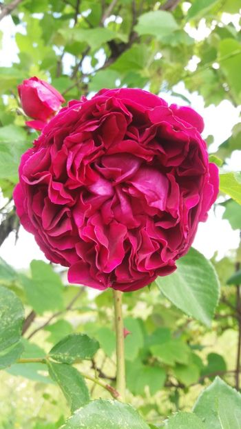 anul 2018 447 - Gradina 2018