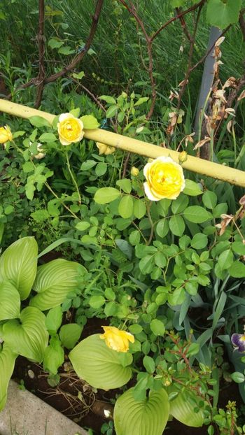 anul 2018 448 - Gradina 2018