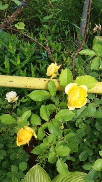 anul 2018 449 - Gradina 2018