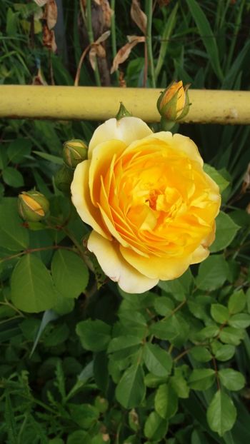 anul 2018 450 - Gradina 2018