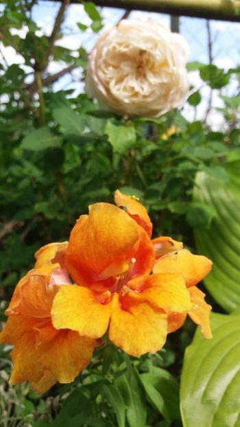 anul 2018 452 - Gradina 2018