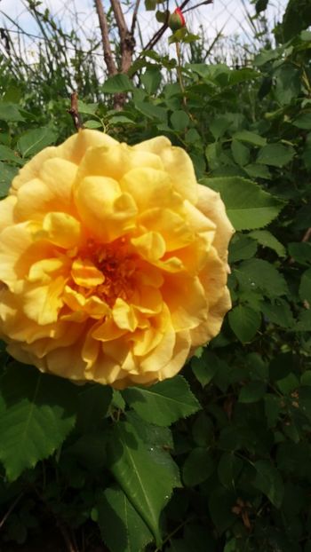 anul 2018 455 - Gradina 2018