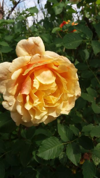 anul 2018 456 - Gradina 2018