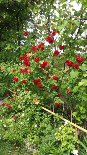 anul 2018 457 - Gradina 2018