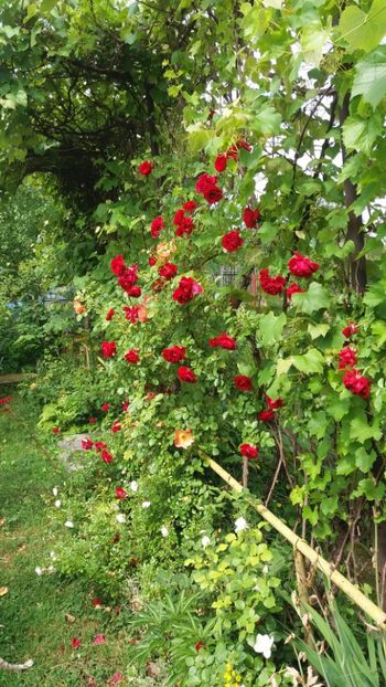 anul 2018 458 - Gradina 2018