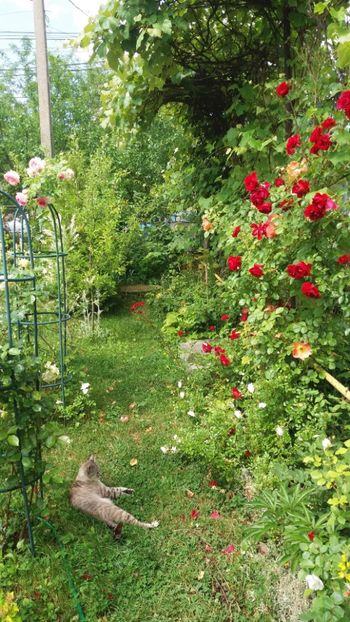 anul 2018 459 - Gradina 2018