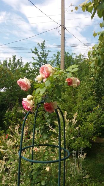 anul 2018 460 - Gradina 2018