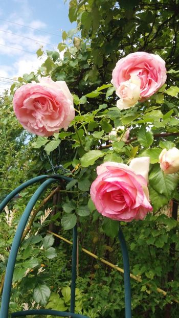 anul 2018 461 - Gradina 2018