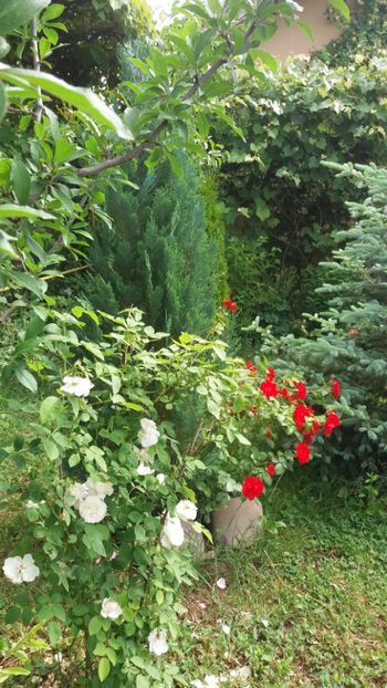 anul 2018 463 - Gradina 2018