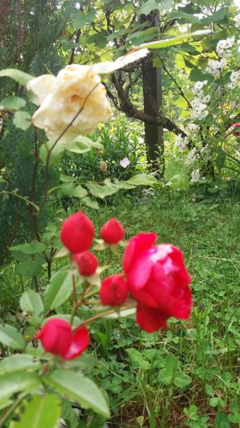 anul 2018 466 - Gradina 2018