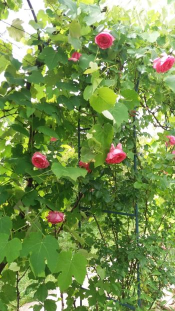 anul 2018 470 - Gradina 2018