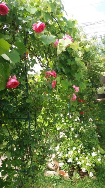 anul 2018 471 - Gradina 2018