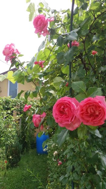 anul 2018 472 - Gradina 2018