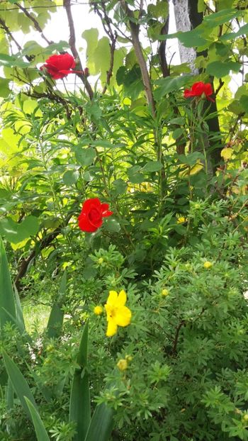 anul 2018 474 - Gradina 2018