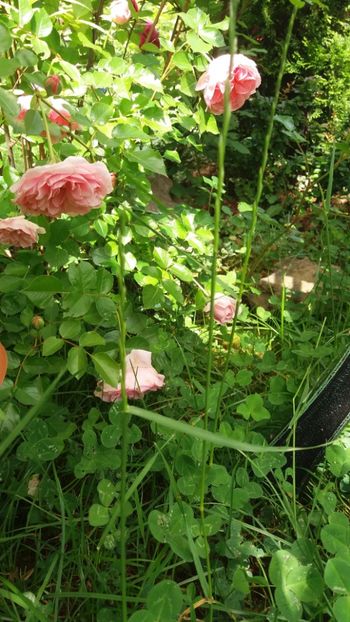 anul 2018 477 - Gradina 2018